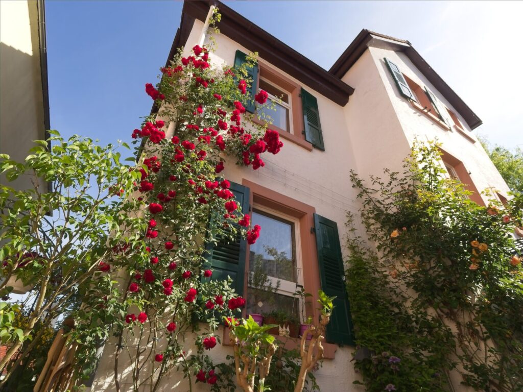 Fassade mit Rosen